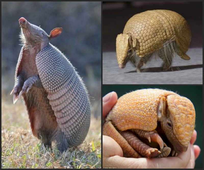 تعرف على الشاب اللاتيني الوسيم الأرماديلوس .. حيوان غاية في الغرابة